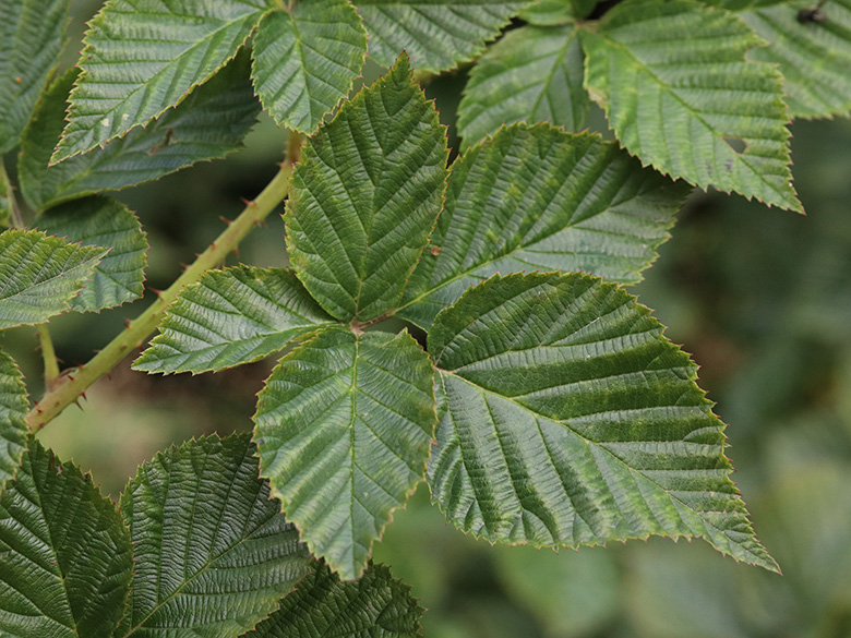 Rubus scissus