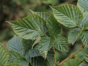Rubus scissus