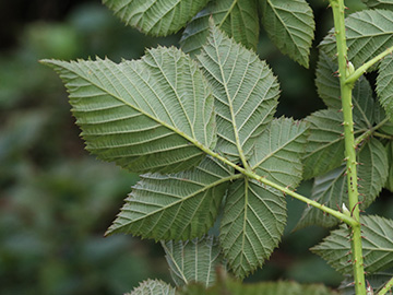 Rubus scissus