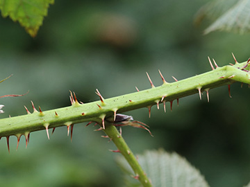 Rubus scissus