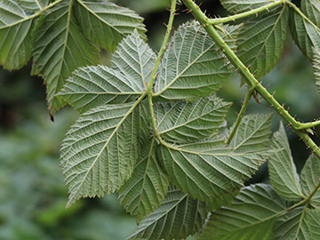 Rubus scissus