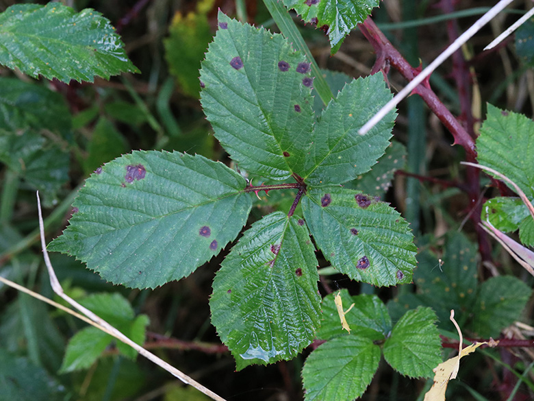 Rubus stereacanthos
