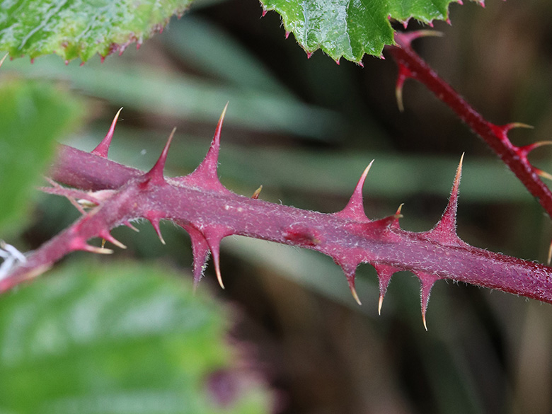 Rubus stereacanthos