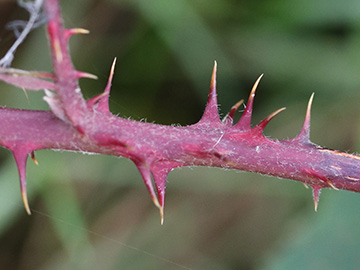 Rubus stereacanthos