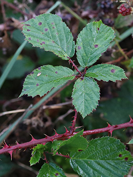 Rubus stereacanthos