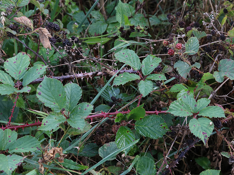 Rubus stereacanthos