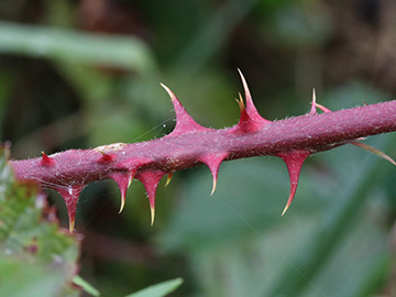 Rubus stereacanthos
