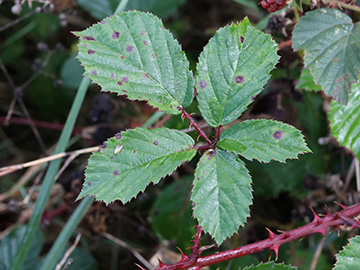 Rubus stereacanthos