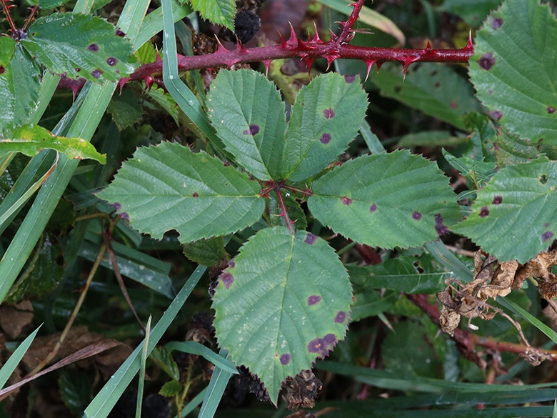 Rubus stereacanthos