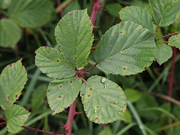 Rubus stereacanthos