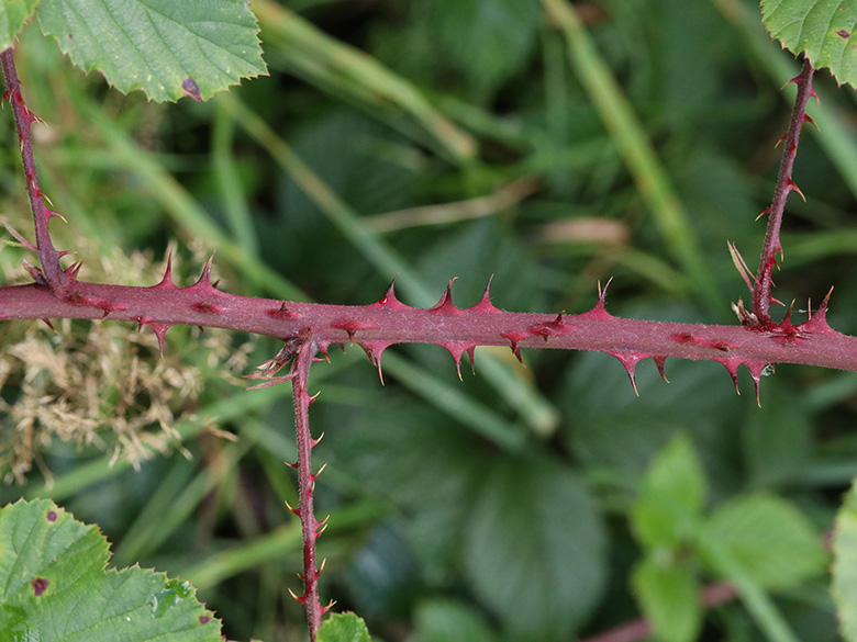 Rubus stereacanthos