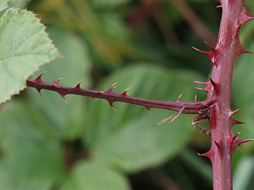 Rubus stereacanthos