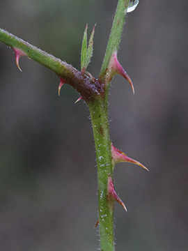 Rubus stereacanthos