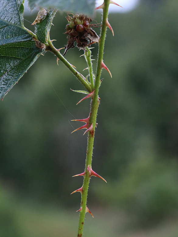 Rubus stereacanthos