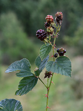 Rubus stereacanthos