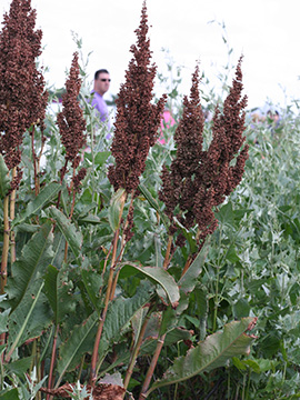 Rumex patientia