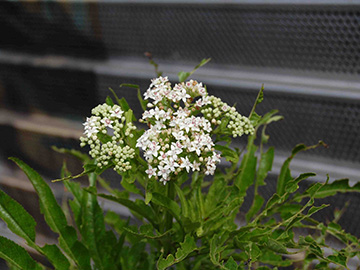 Sambucus ebulus