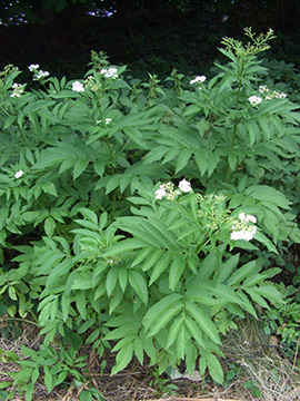 Sambucus ebulus