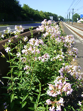 Saponaria officinalis