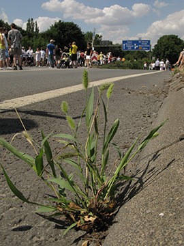 Setaria viridis