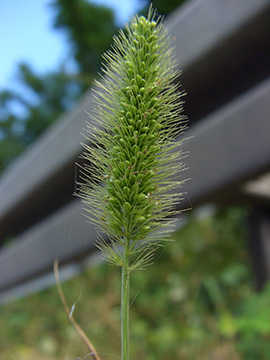 Setaria viridis