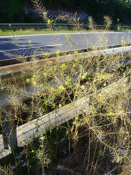 Sisymbrium loeselii
