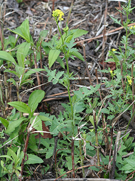 Sisymbrium loeselii