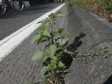 Solanum decipiens