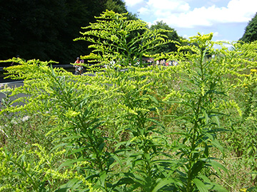 Solidago canadensis