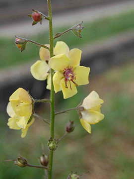 Verbascum blattaria