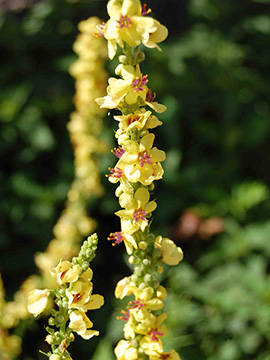 Verbascum nigrum