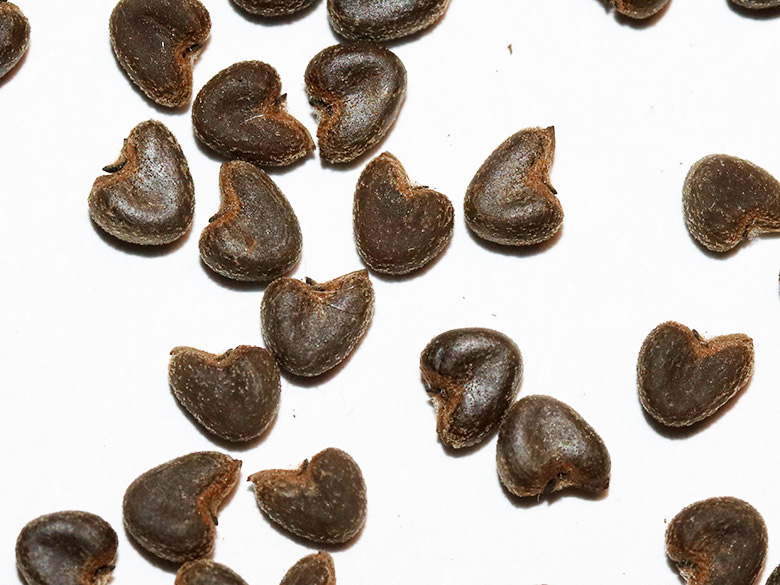 Abutilon theophrasti