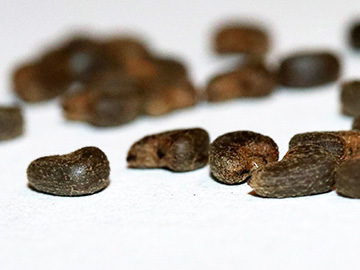 Abutilon theophrasti