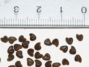 Abutilon theophrasti