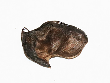 Abutilon theophrasti