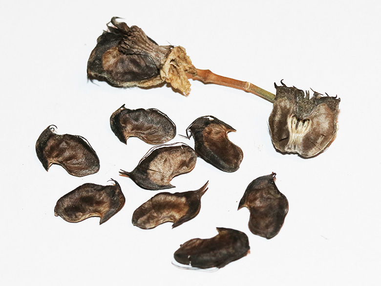 Abutilon theophrasti