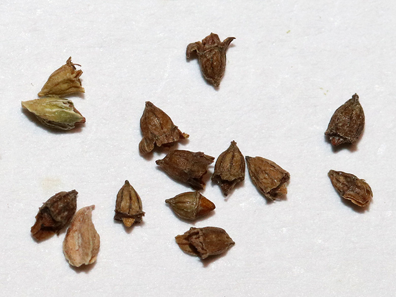 Alchemilla xanthochlora