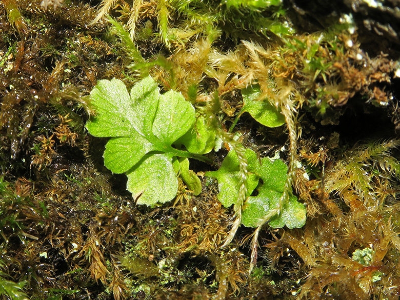 Asplenium adiantum-nigrum