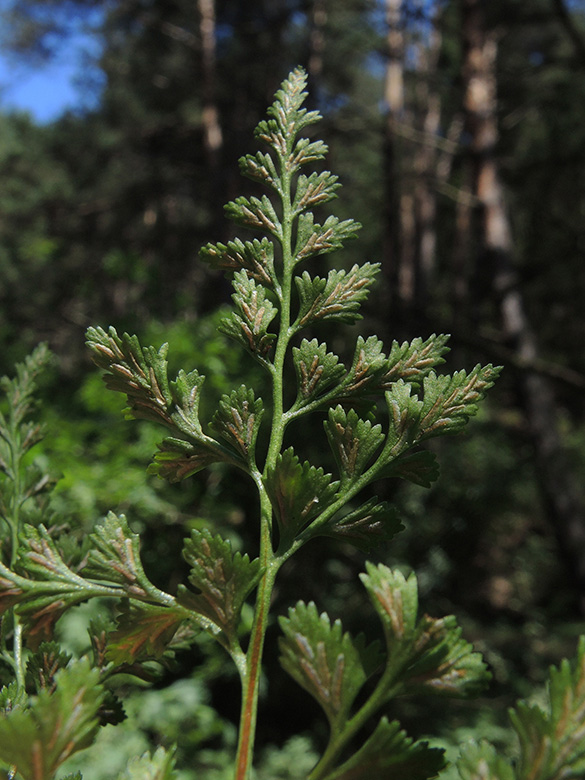 Asplenium cuneifolium