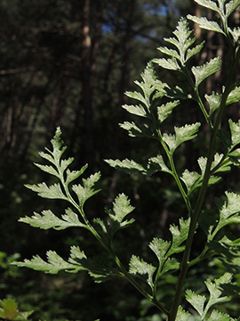 Asplenium cuneifolium
