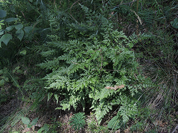 Asplenium cuneifolium