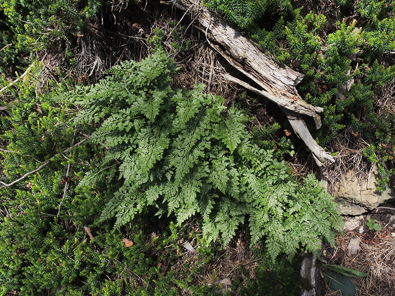 Asplenium cuneifolium