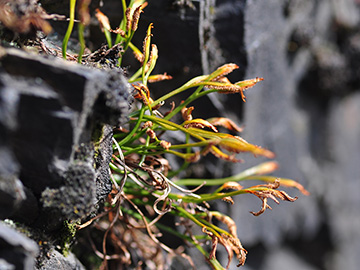 Asplenium septentrionale