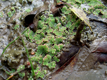 Azolla filiculoides