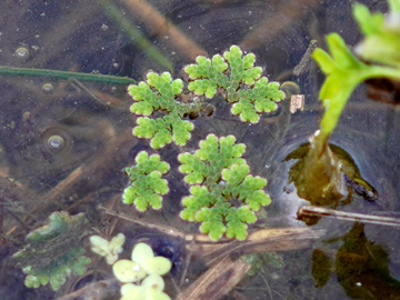 Azolla filiculoides