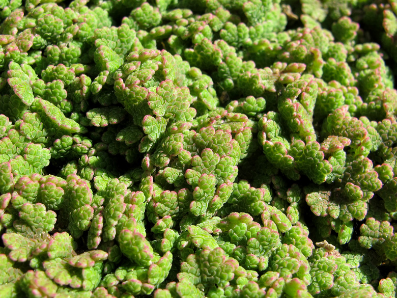 Azolla filiculoides