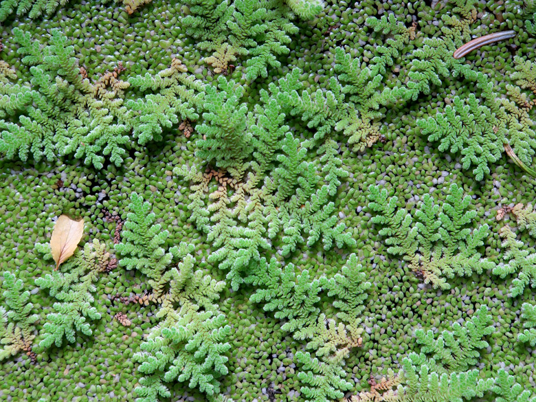 Azolla filiculoides