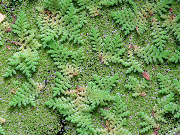 Azolla filiculoides