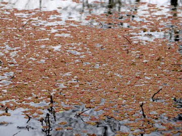 Azolla filiculoides