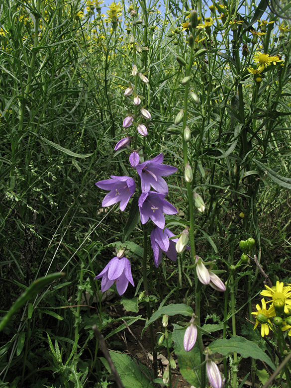 Campanula rapunculoides
